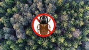 Protect Forest.JPG Protect Forest.JPG