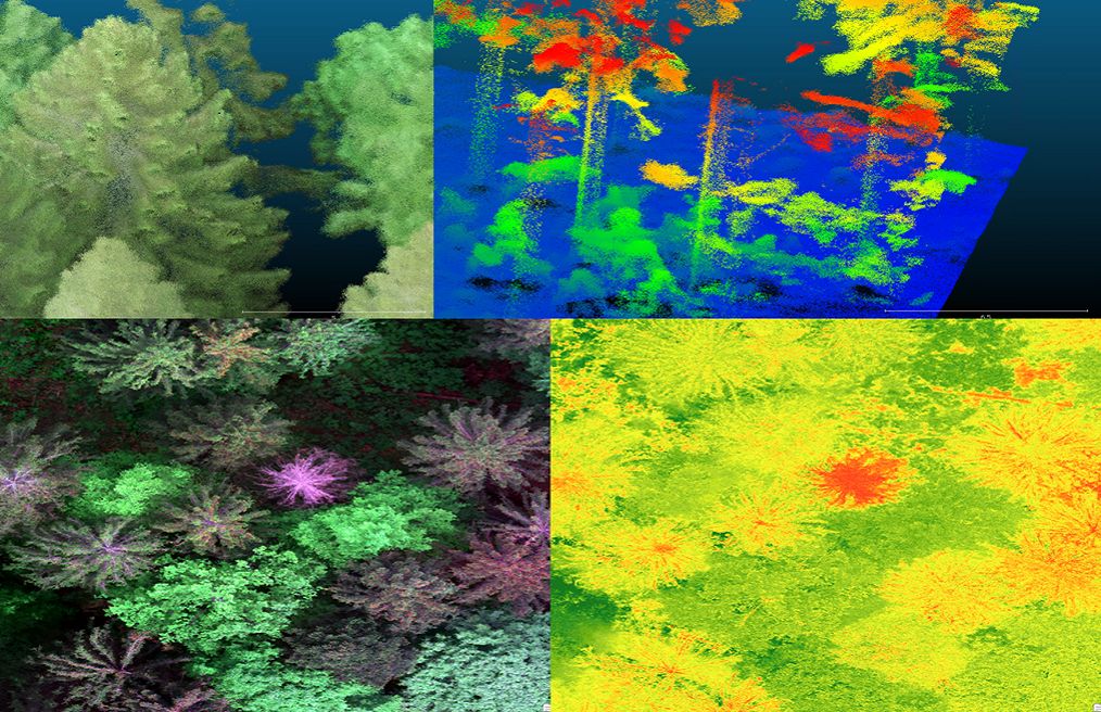forestcare2.jpg forestcare2.jpg